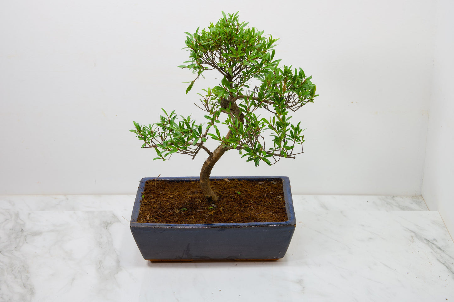Chinese Myrtle Bonsai  S Trunk - 25cm Blue Ceramic Pot