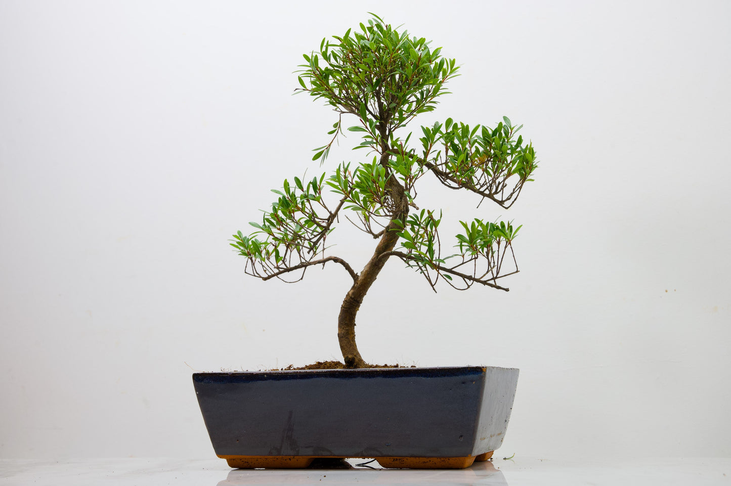 Chinese Myrtle Bonsai  S Trunk - 25cm Blue Ceramic Pot