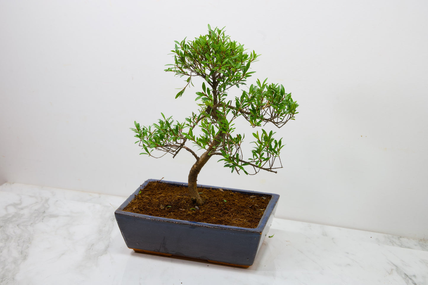 Chinese Myrtle Bonsai  S Trunk - 25cm Blue Ceramic Pot