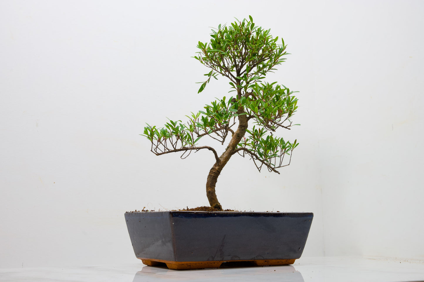 Chinese Myrtle Bonsai  S Trunk - 25cm Blue Ceramic Pot