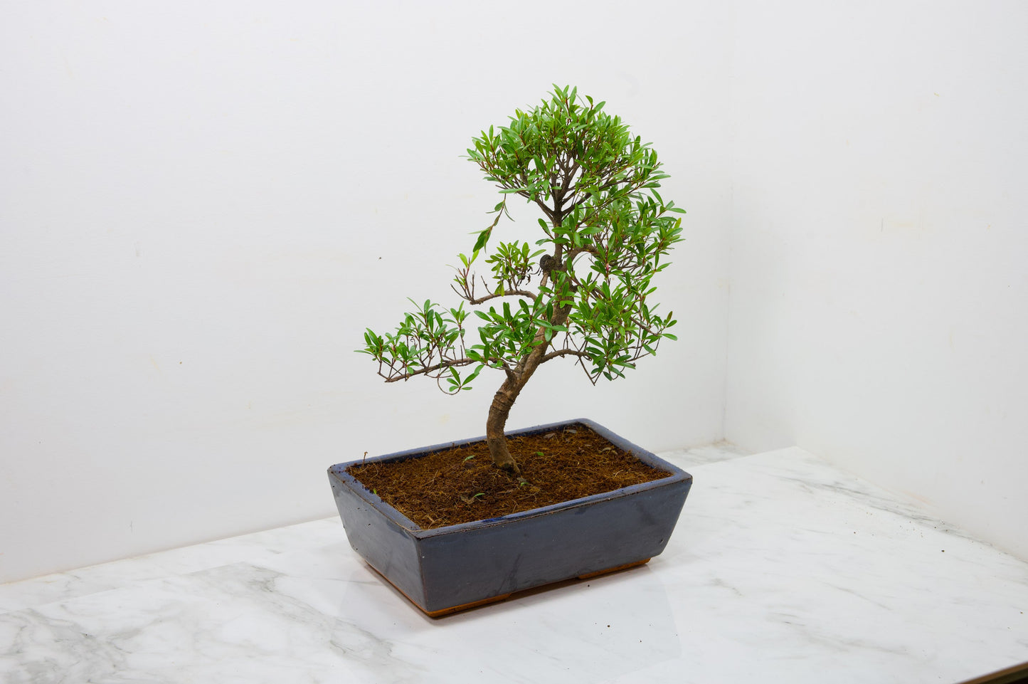 Chinese Myrtle Bonsai  S Trunk - 25cm Blue Ceramic Pot