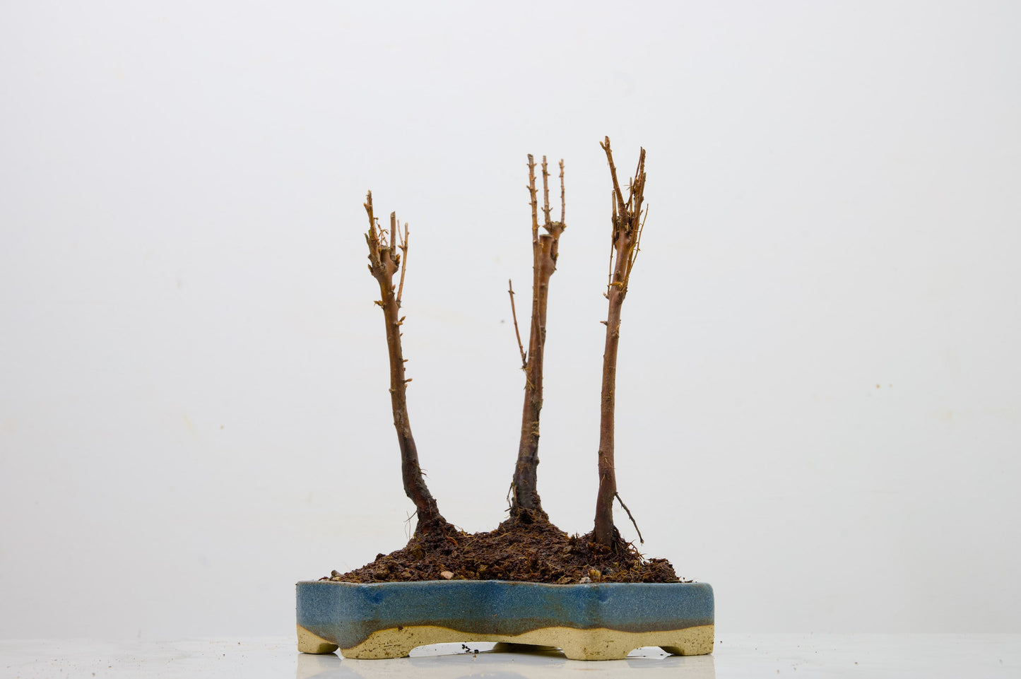 Dawn Redwood Bonsai 3 Tree Group