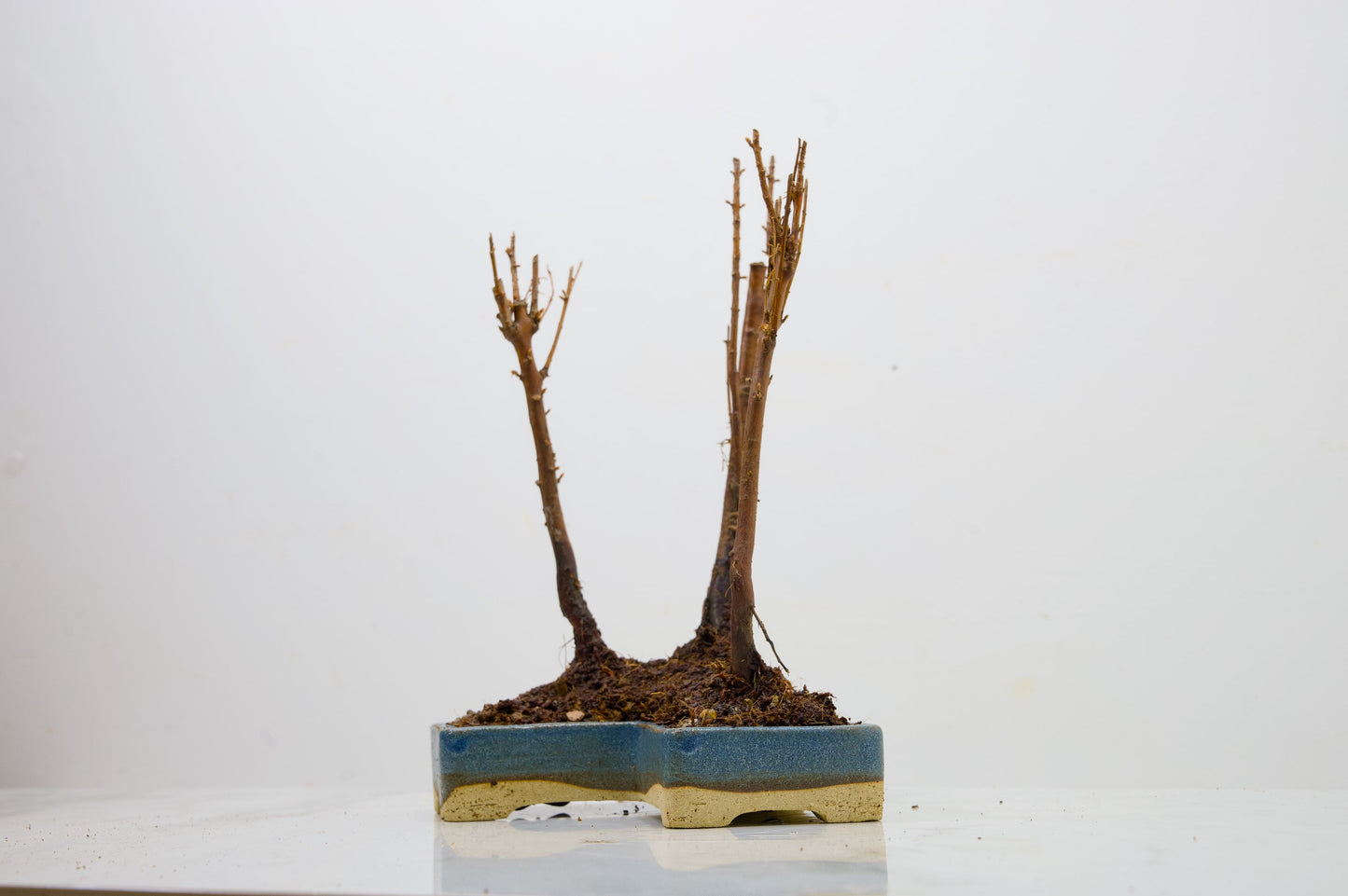 Dawn Redwood Bonsai 3 Tree Group