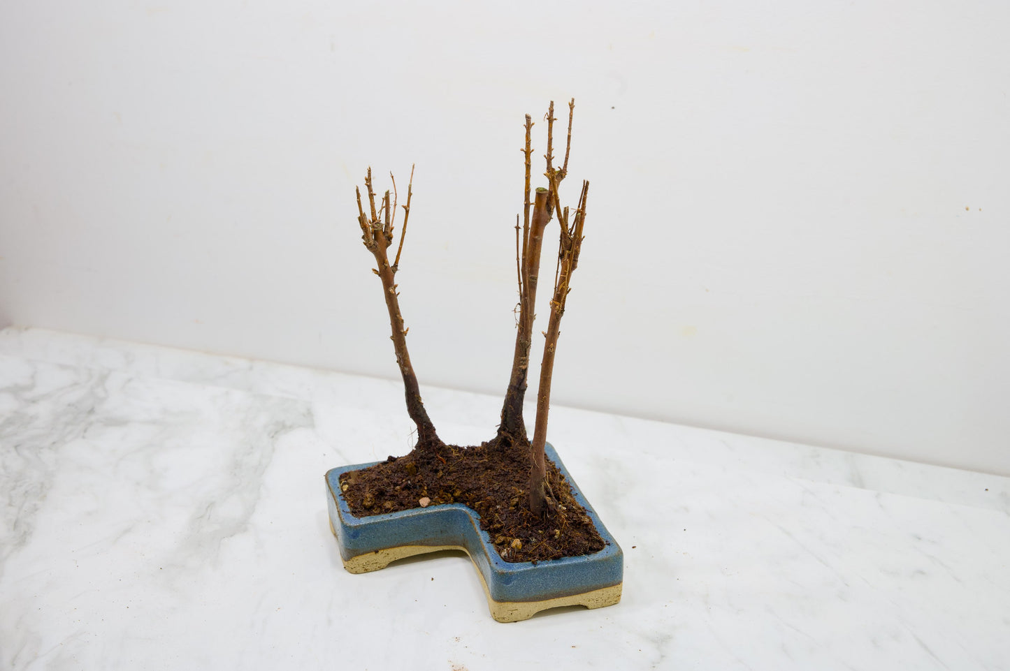 Dawn Redwood Bonsai 3 Tree Group