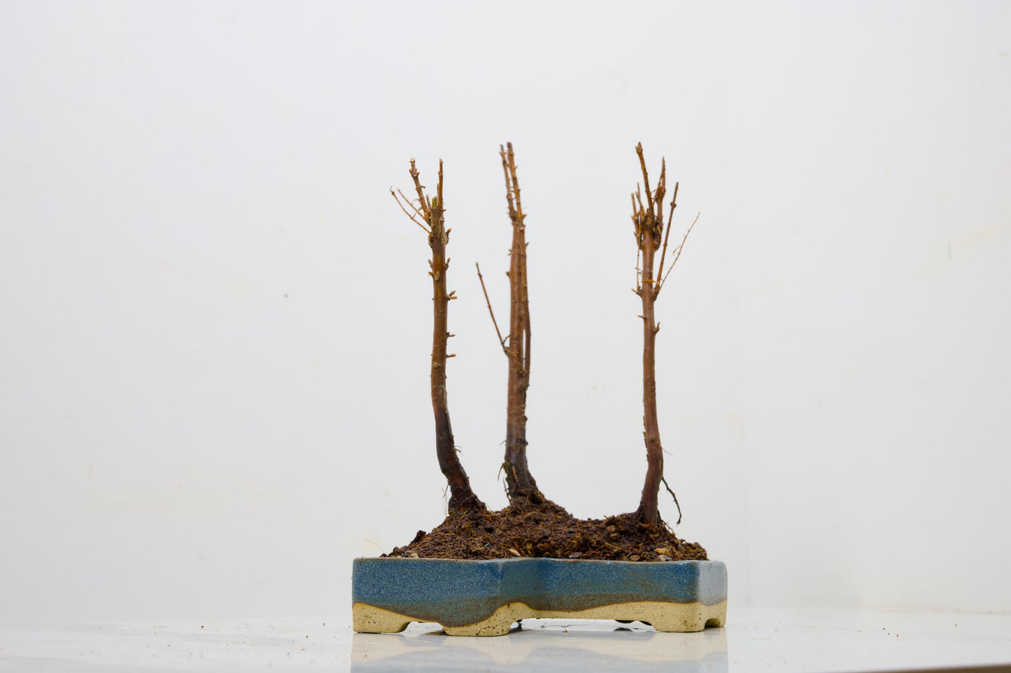 Dawn Redwood Bonsai 3 Tree Group