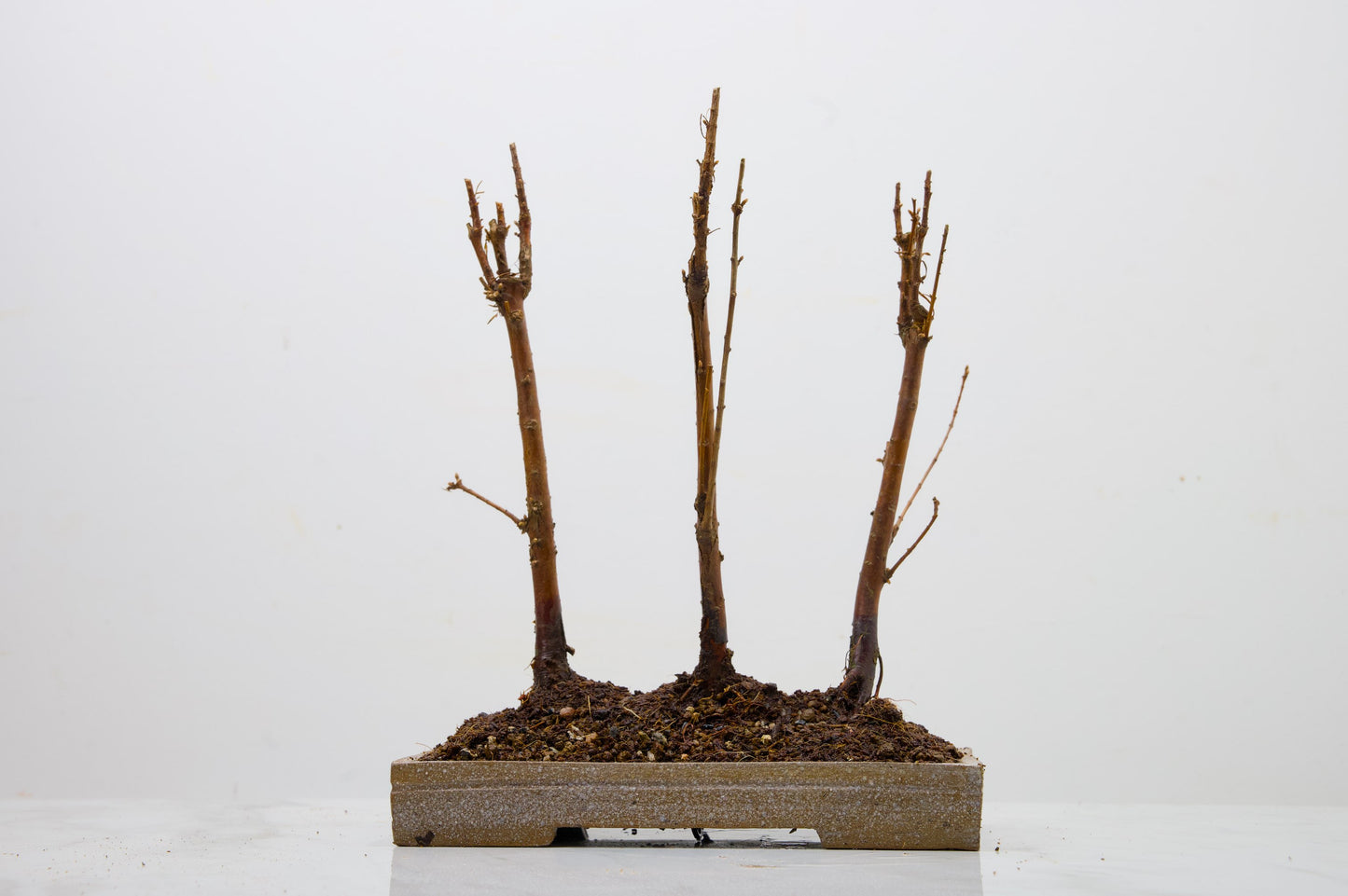 Dawn Redwood Bonsai 3 Tree Group