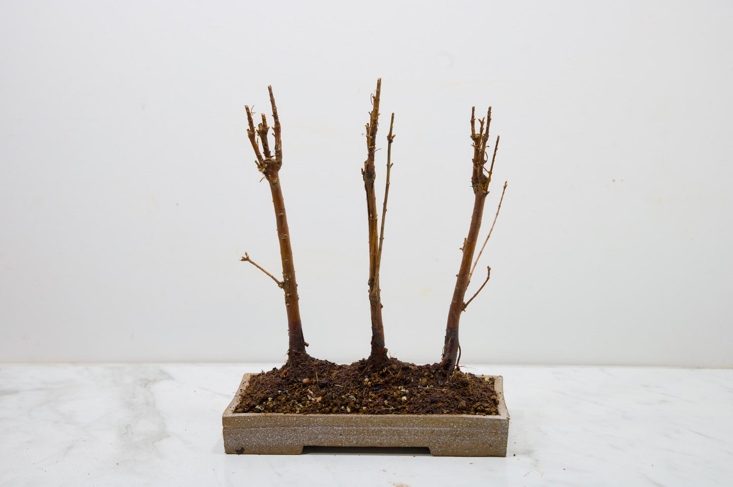 Dawn Redwood Bonsai 3 Tree Group