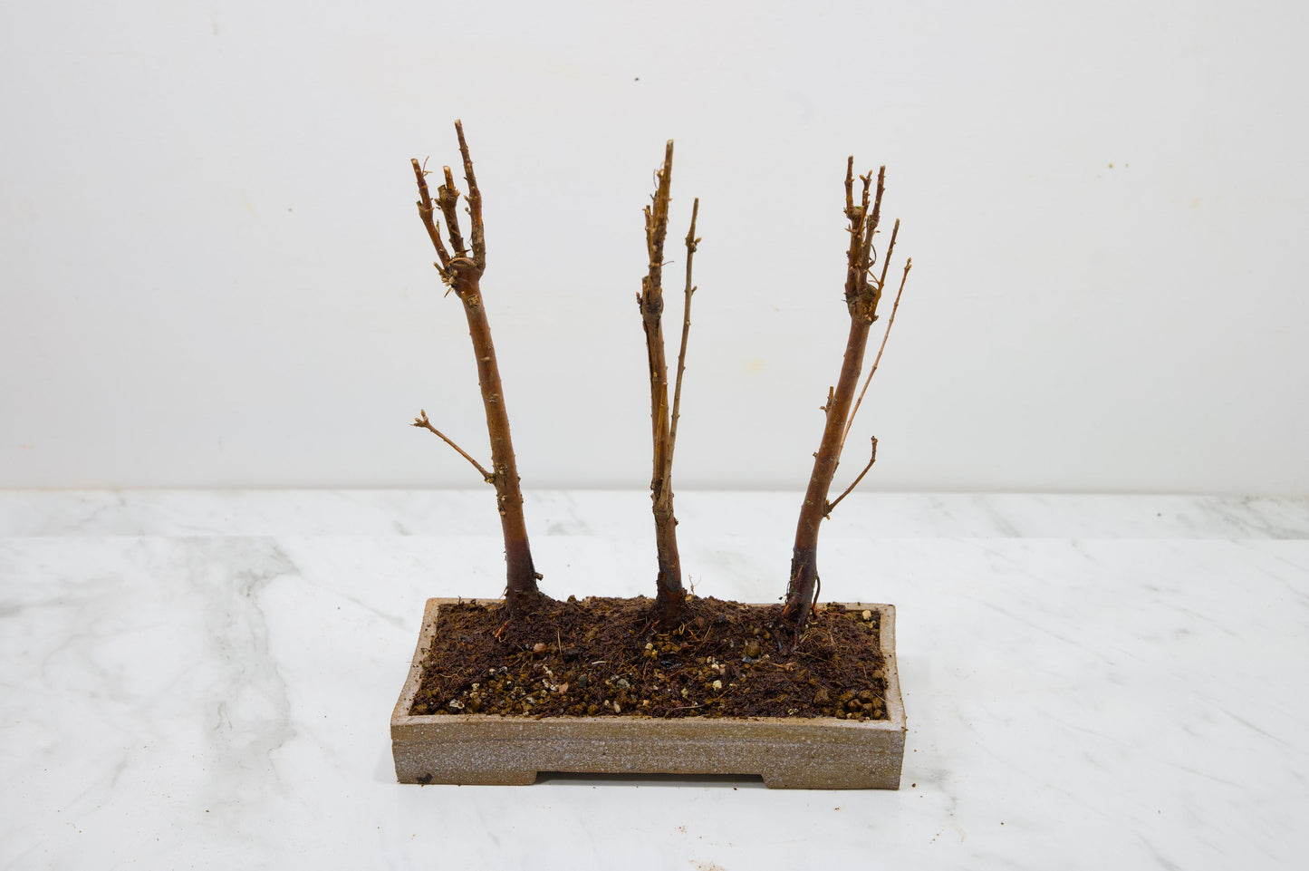 Dawn Redwood Bonsai 3 Tree Group