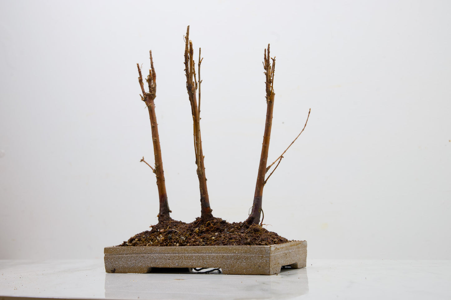 Dawn Redwood Bonsai 3 Tree Group