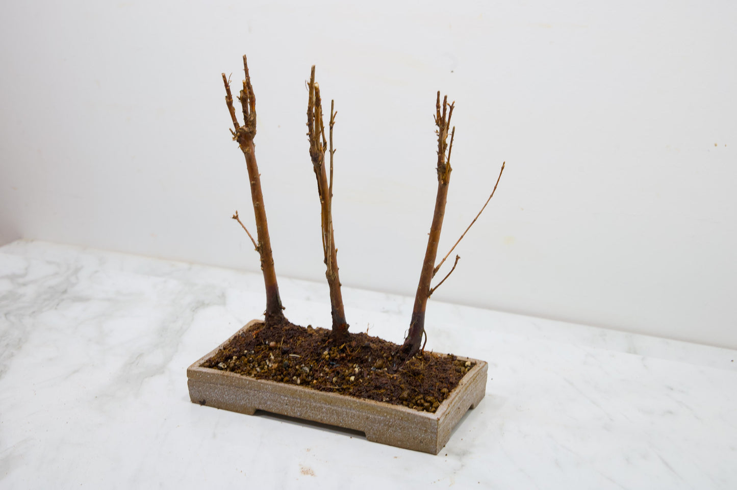 Dawn Redwood Bonsai 3 Tree Group