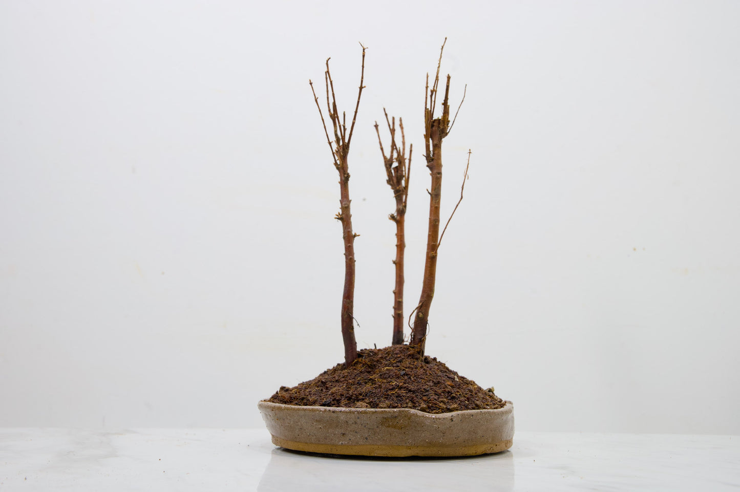 Dawn Redwood Bonsai 3 Tree Group