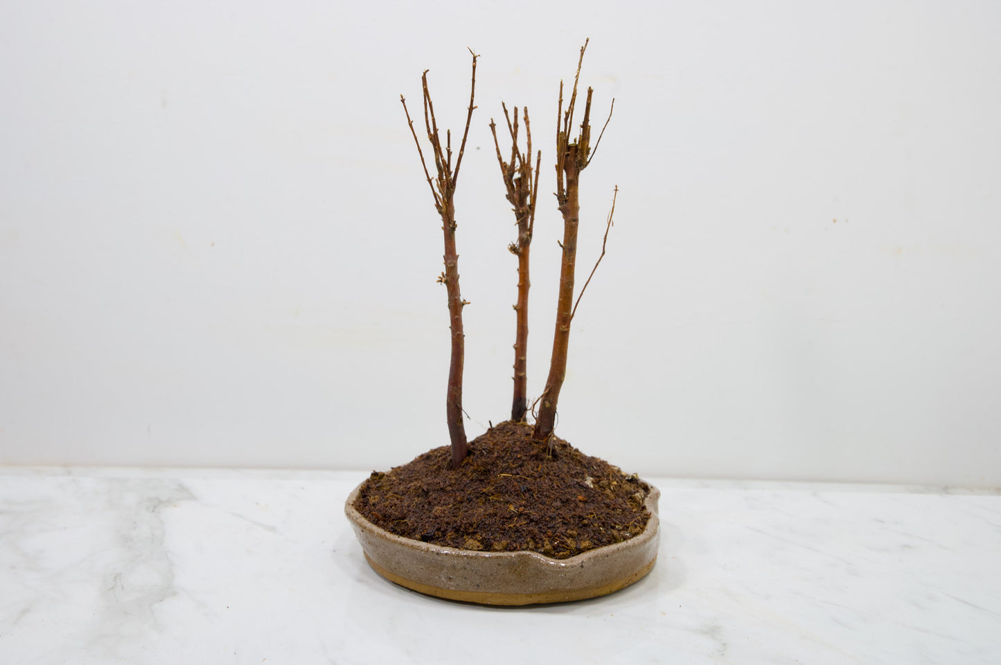 Dawn Redwood Bonsai 3 Tree Group