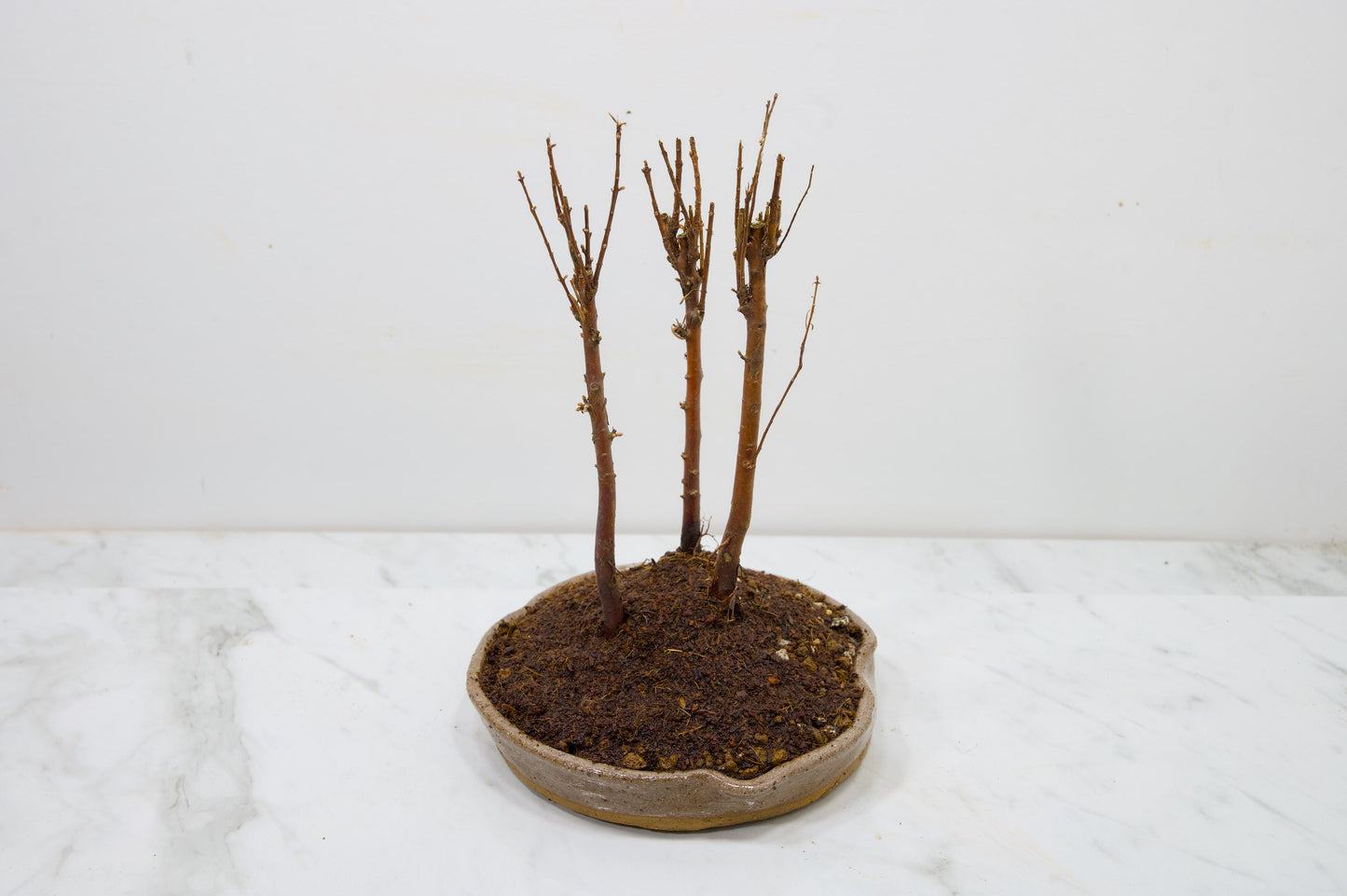 Dawn Redwood Bonsai 3 Tree Group