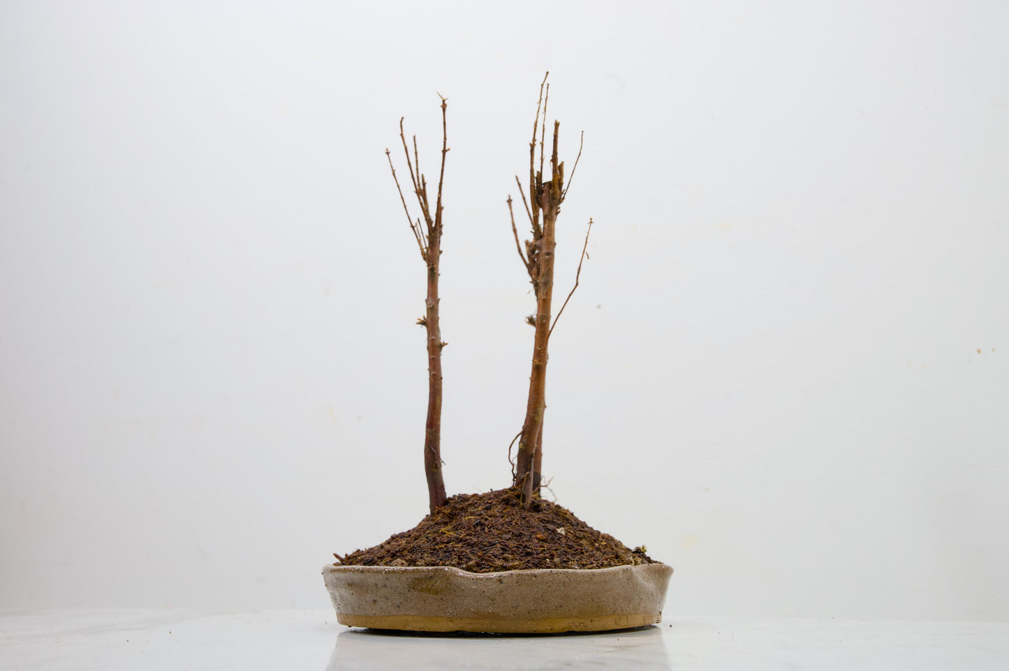 Dawn Redwood Bonsai 3 Tree Group