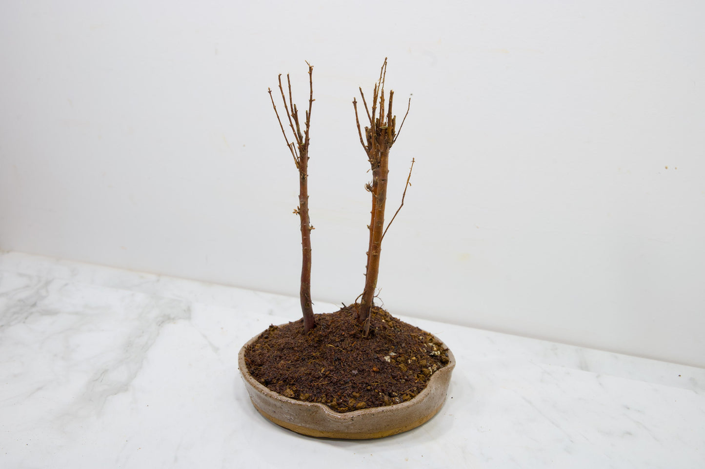 Dawn Redwood Bonsai 3 Tree Group