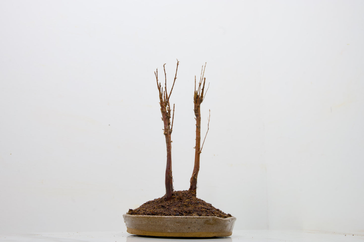 Dawn Redwood Bonsai 3 Tree Group
