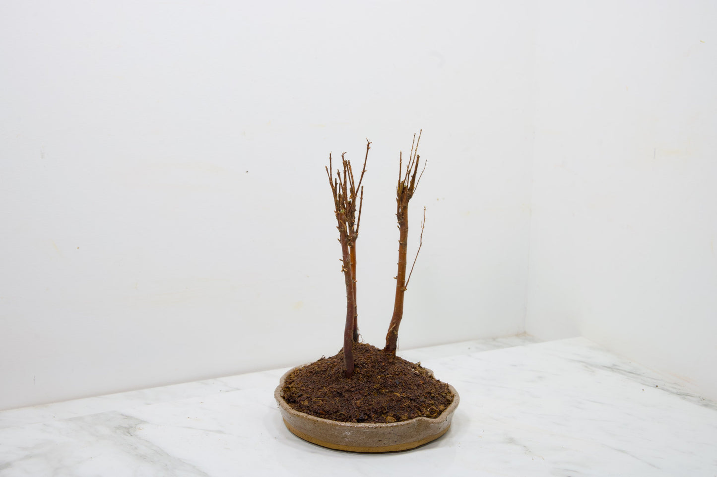 Dawn Redwood Bonsai 3 Tree Group