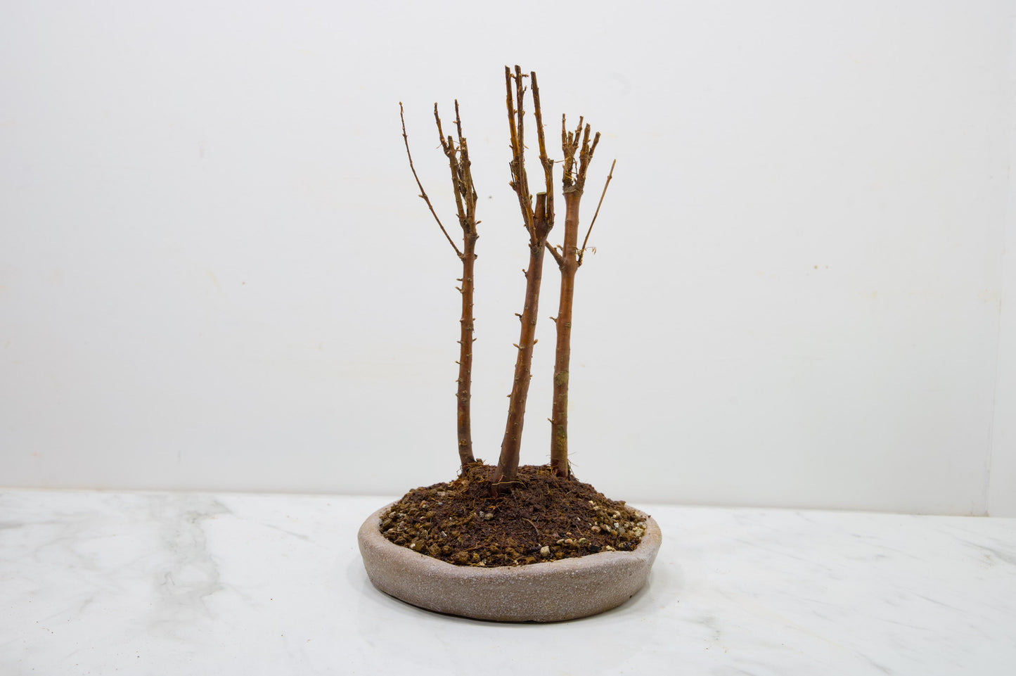 Dawn Redwood Bonsai 3 Tree Group