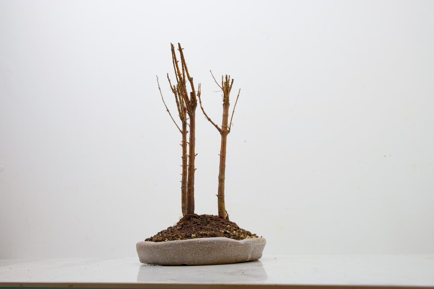 Dawn Redwood Bonsai 3 Tree Group