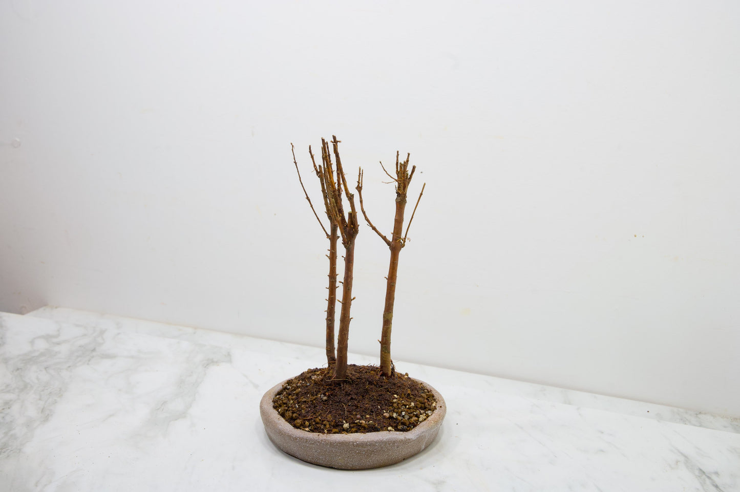 Dawn Redwood Bonsai 3 Tree Group