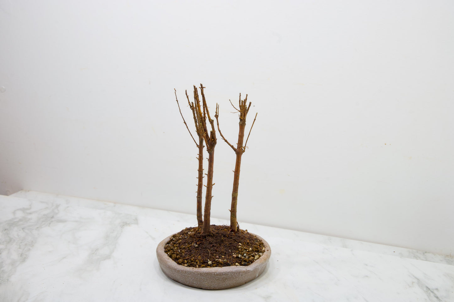 Dawn Redwood Bonsai 3 Tree Group