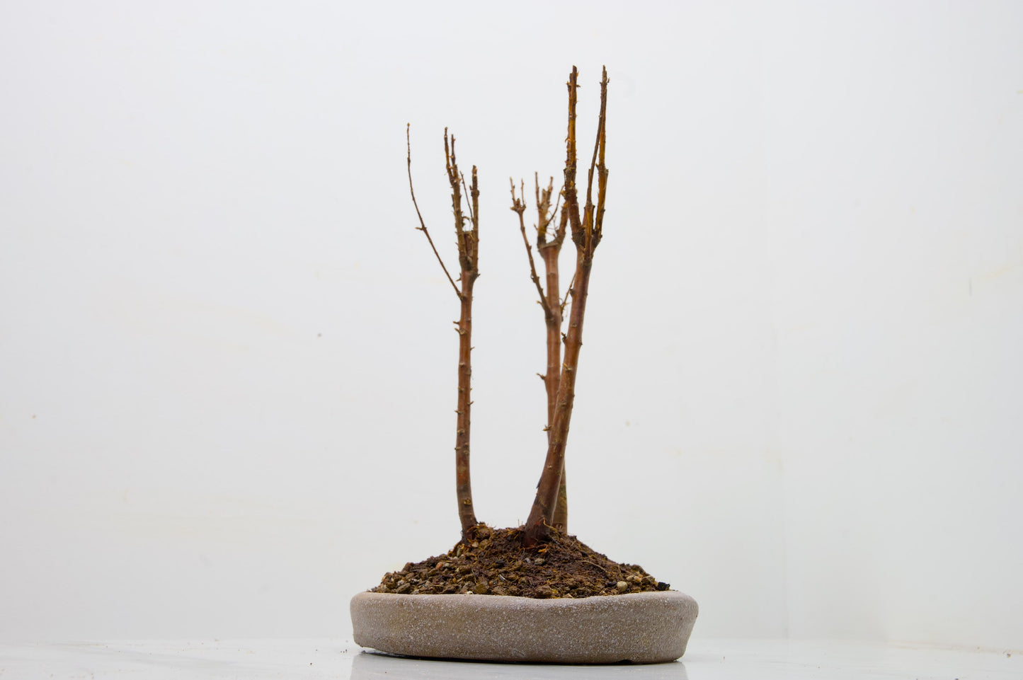 Dawn Redwood Bonsai 3 Tree Group