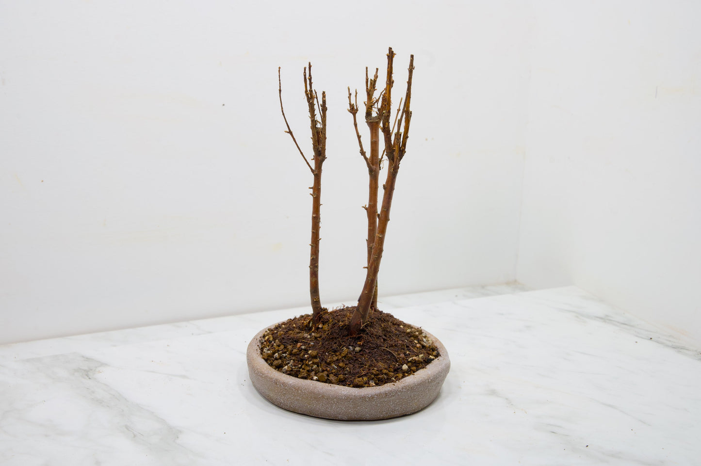 Dawn Redwood Bonsai 3 Tree Group