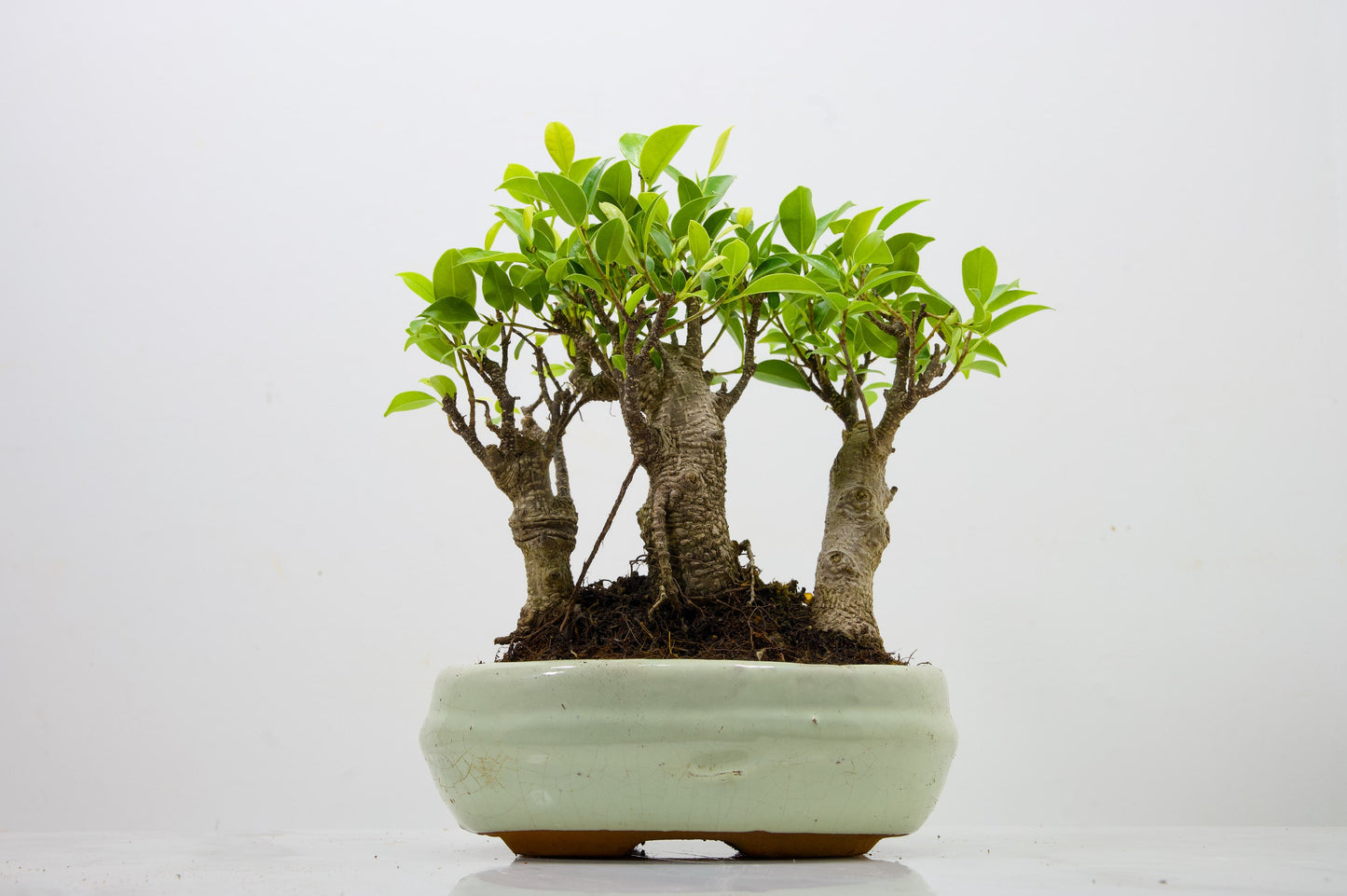 Banyan Fig Bonsai 3 Tree Group - 20cm Cream Ceramic Pot + Care Kit