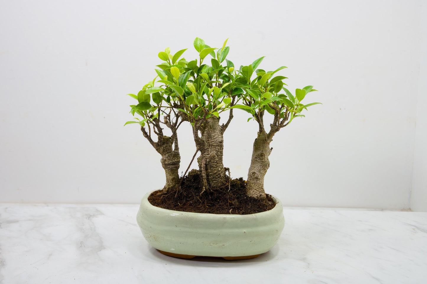 Banyan Fig Bonsai 3 Tree Group - 20cm Cream Ceramic Pot + Care Kit
