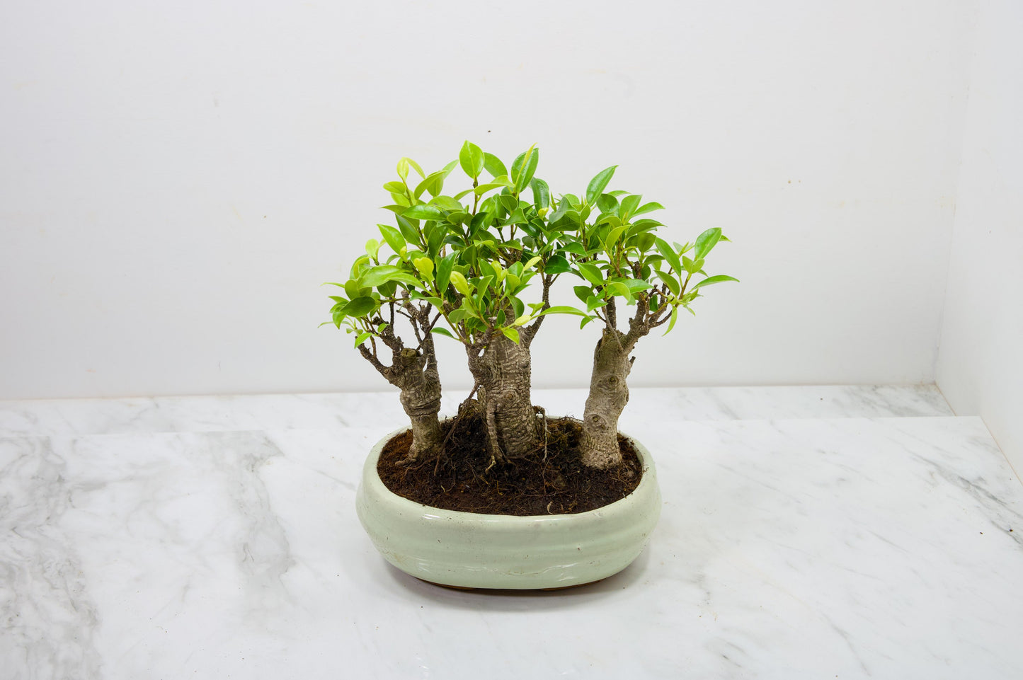 Banyan Fig Bonsai 3 Tree Group - 20cm Cream Ceramic Pot + Care Kit