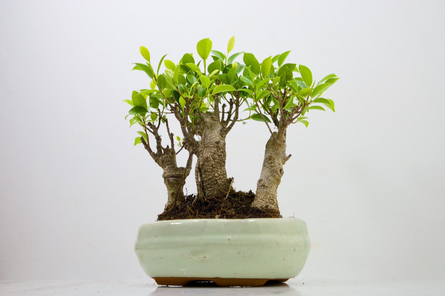 Banyan Fig Bonsai 3 Tree Group - 20cm Cream Ceramic Pot + Care Kit