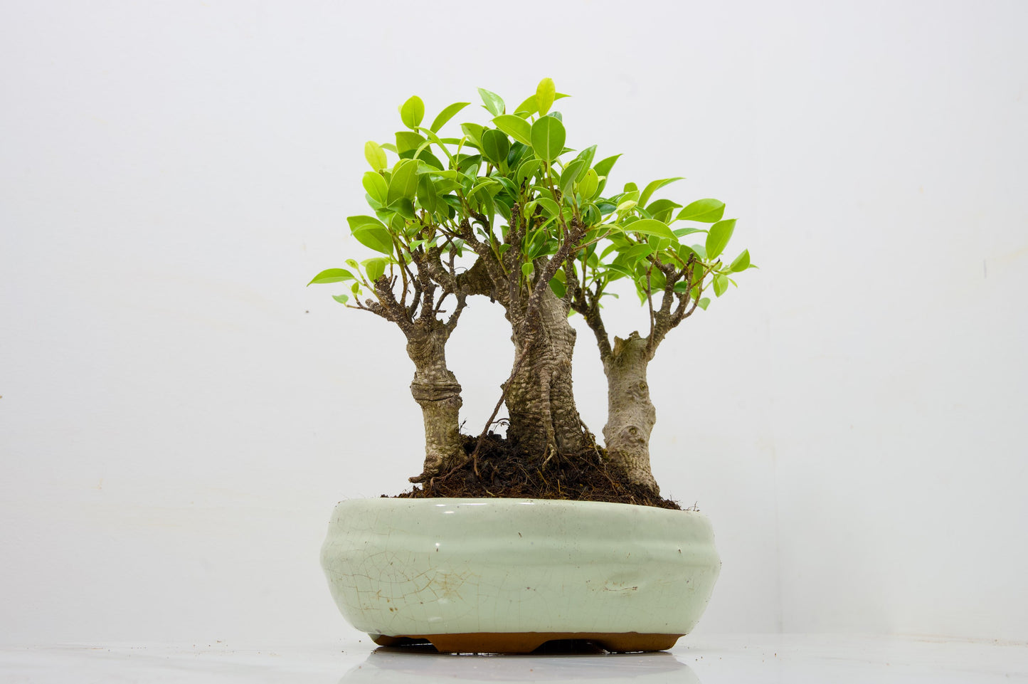 Banyan Fig Bonsai 3 Tree Group - 20cm Cream Ceramic Pot + Care Kit