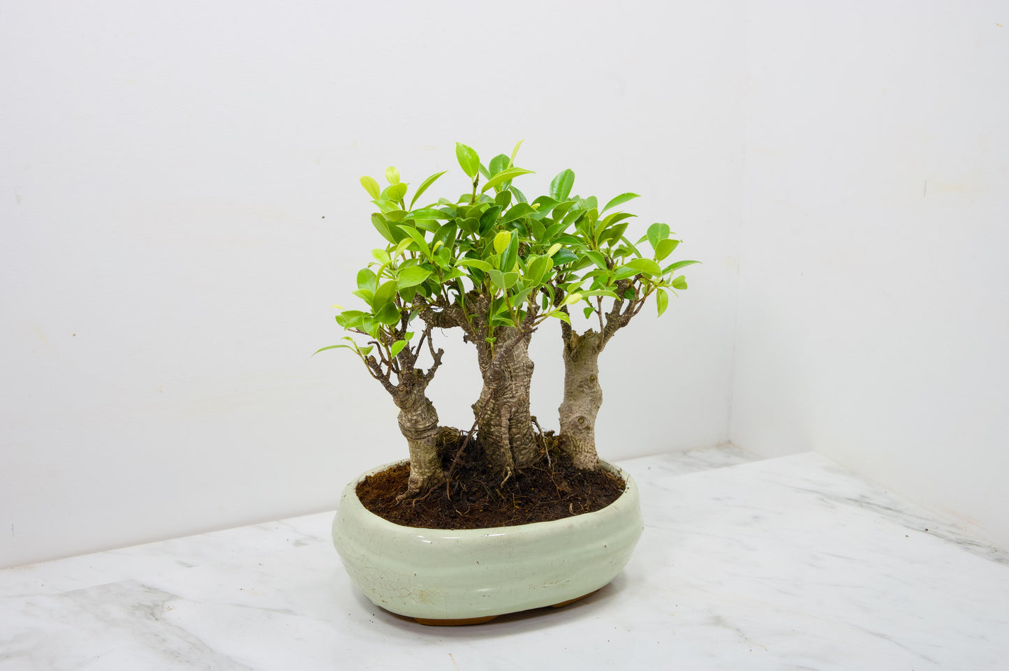 Banyan Fig Bonsai 3 Tree Group - 20cm Cream Ceramic Pot + Care Kit