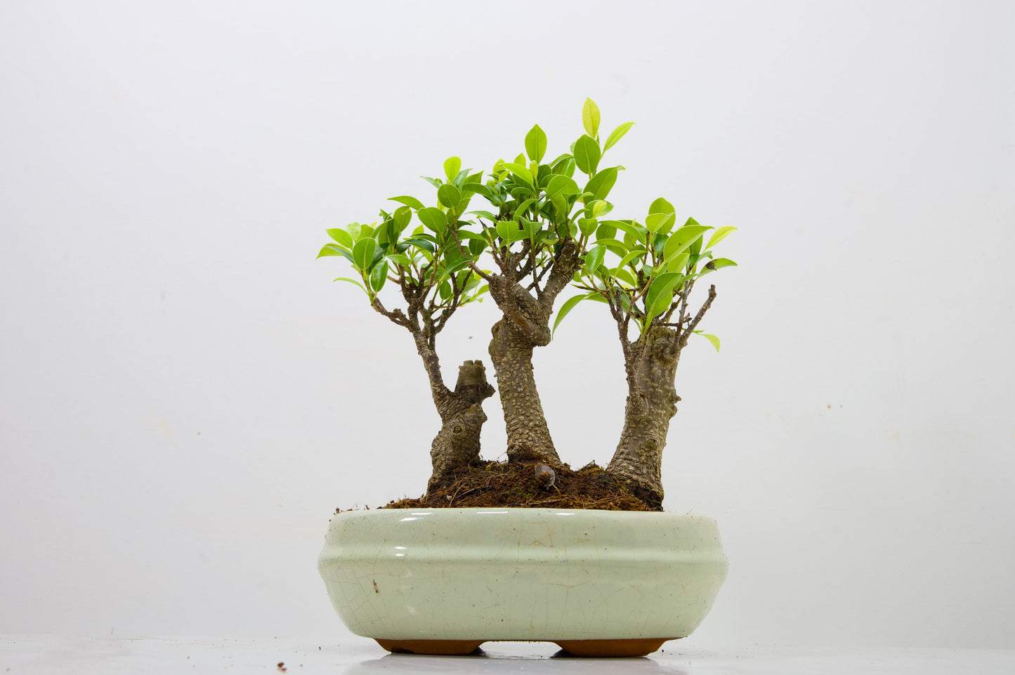 Banyan Fig Bonsai 3 Tree Group - 20cm Cream Ceramic Pot + Care Kit