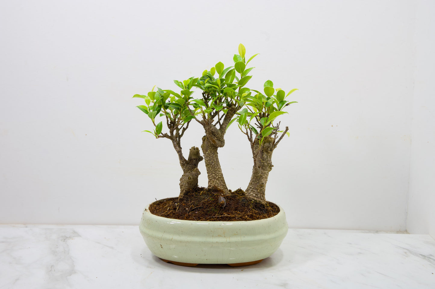Banyan Fig Bonsai 3 Tree Group - 20cm Cream Ceramic Pot + Care Kit
