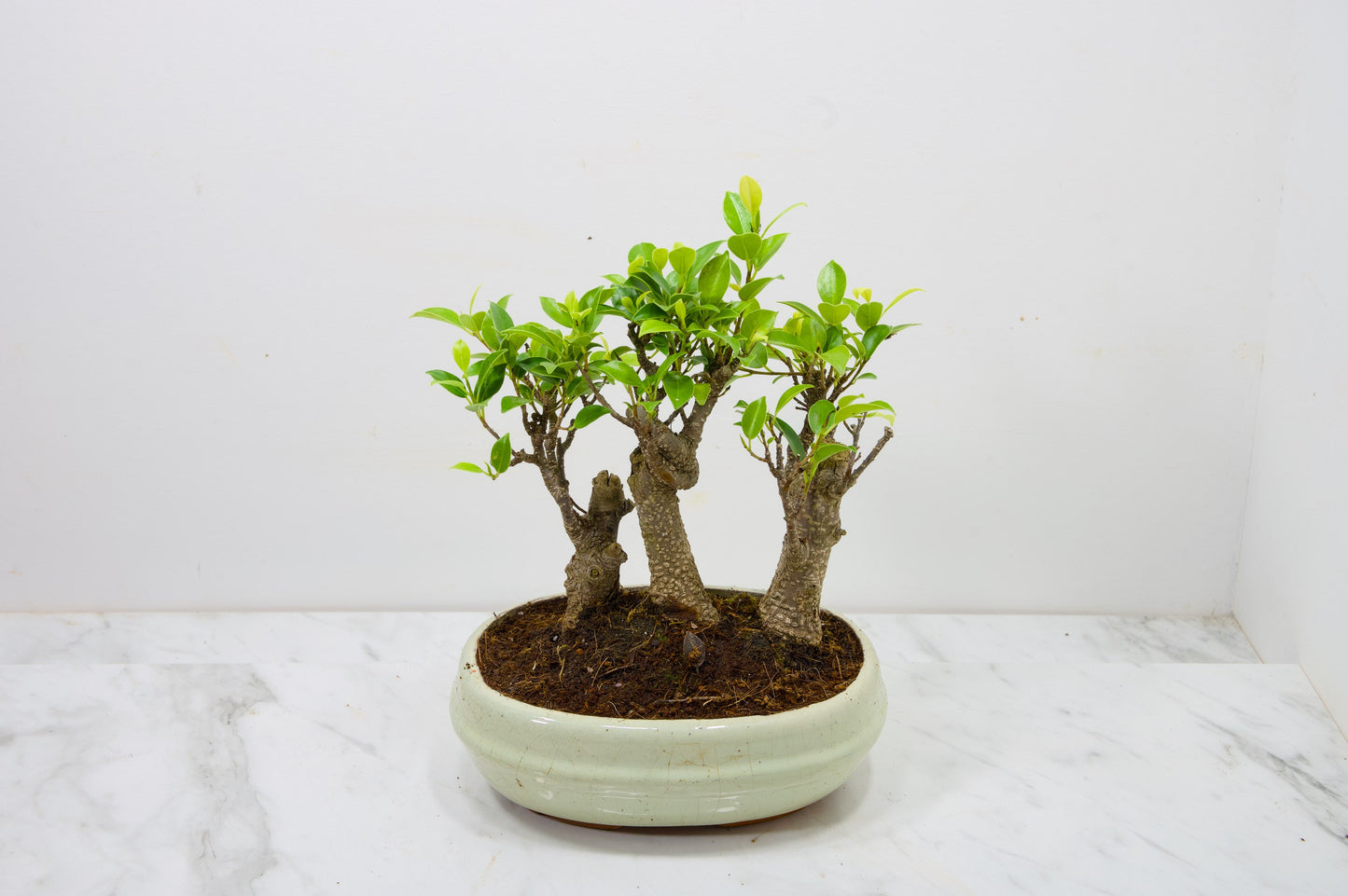 Banyan Fig Bonsai 3 Tree Group - 20cm Cream Ceramic Pot + Care Kit