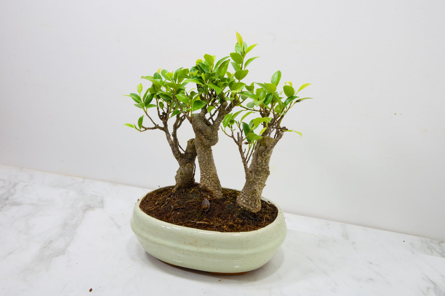 Banyan Fig Bonsai 3 Tree Group - 20cm Cream Ceramic Pot + Care Kit