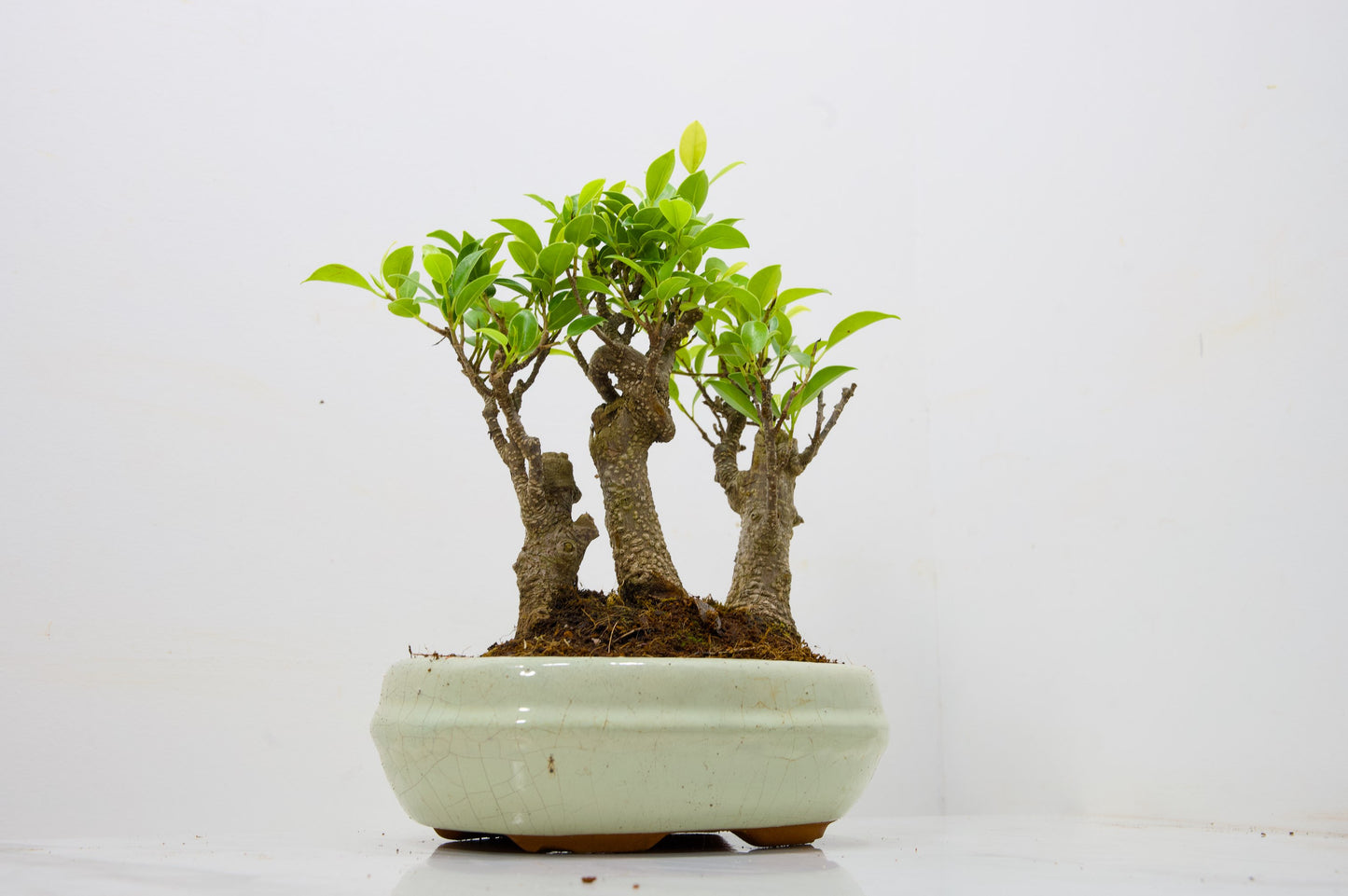 Banyan Fig Bonsai 3 Tree Group - 20cm Cream Ceramic Pot + Care Kit
