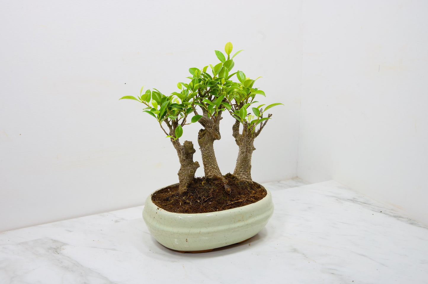 Banyan Fig Bonsai 3 Tree Group - 20cm Cream Ceramic Pot + Care Kit
