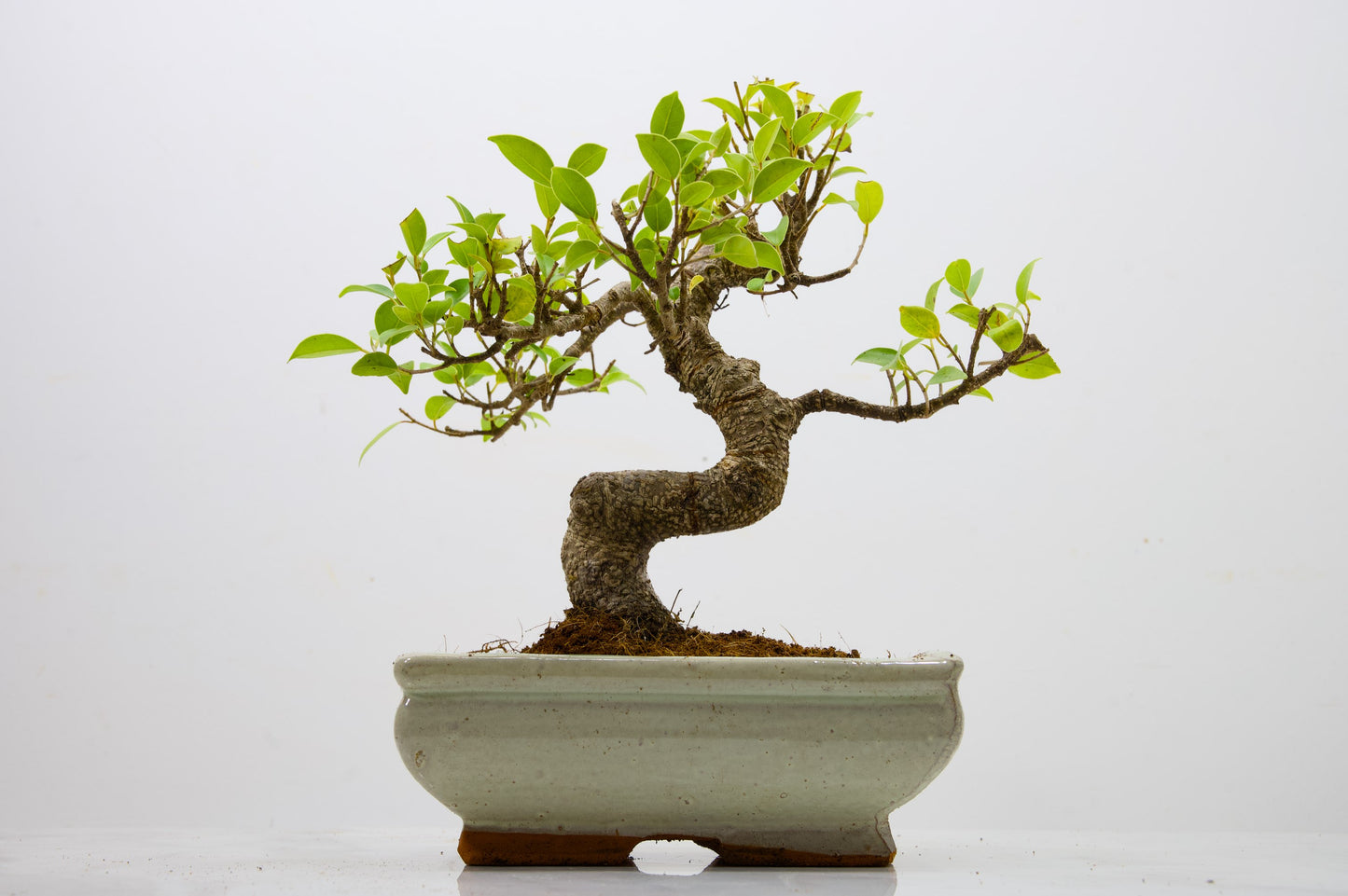 Banyan Fig Bonsai  S Trunk - 18cm Cream Ceramic Pot + Care Kit