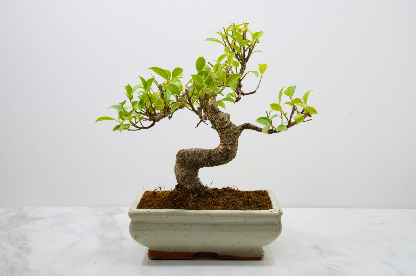 Banyan Fig Bonsai  S Trunk - 18cm Cream Ceramic Pot + Care Kit
