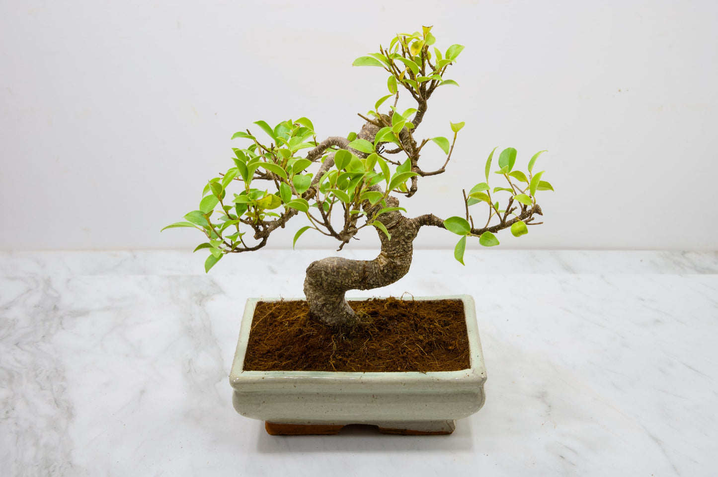 Banyan Fig Bonsai  S Trunk - 18cm Cream Ceramic Pot + Care Kit