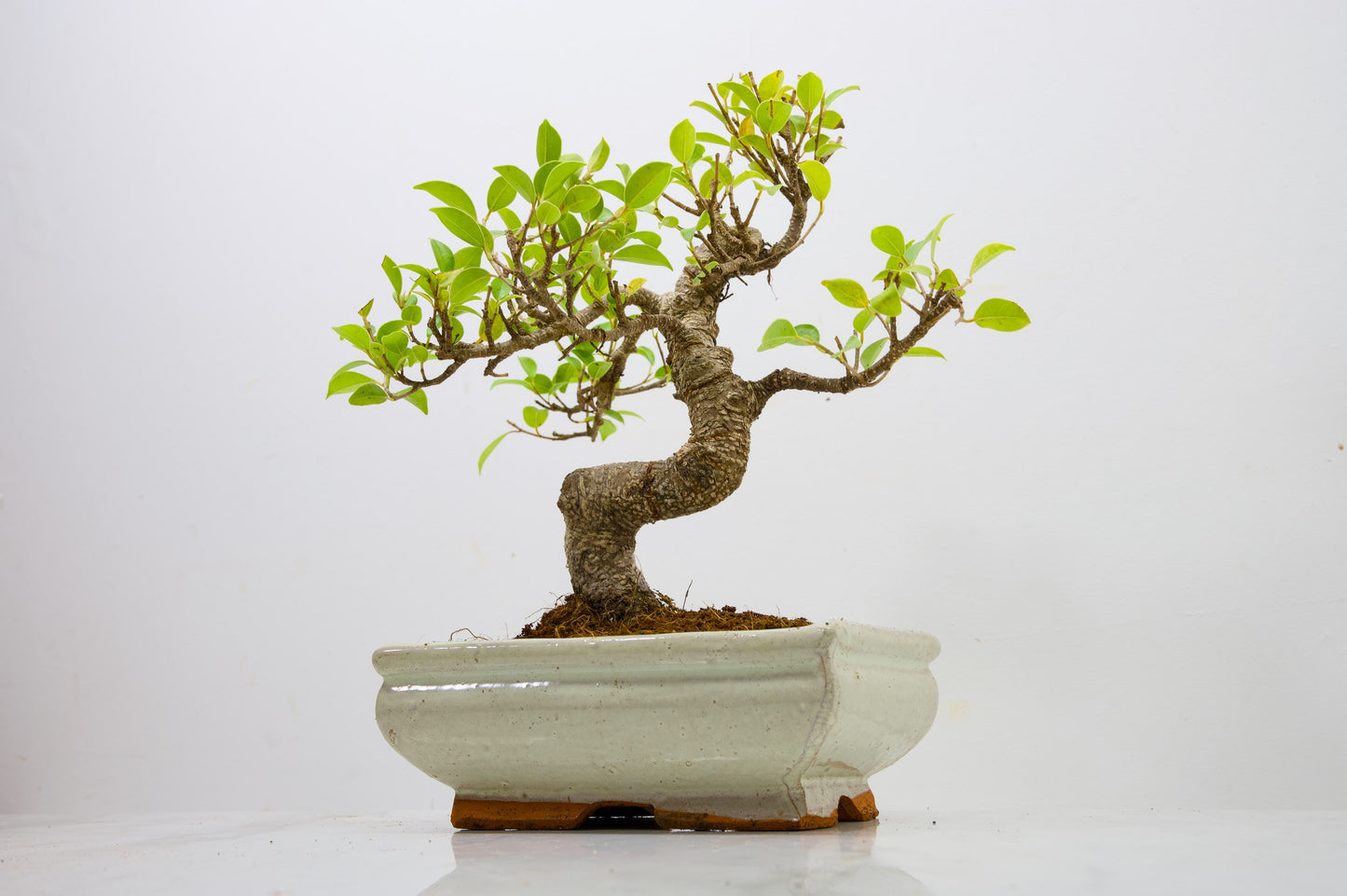 Banyan Fig Bonsai  S Trunk - 18cm Cream Ceramic Pot + Care Kit