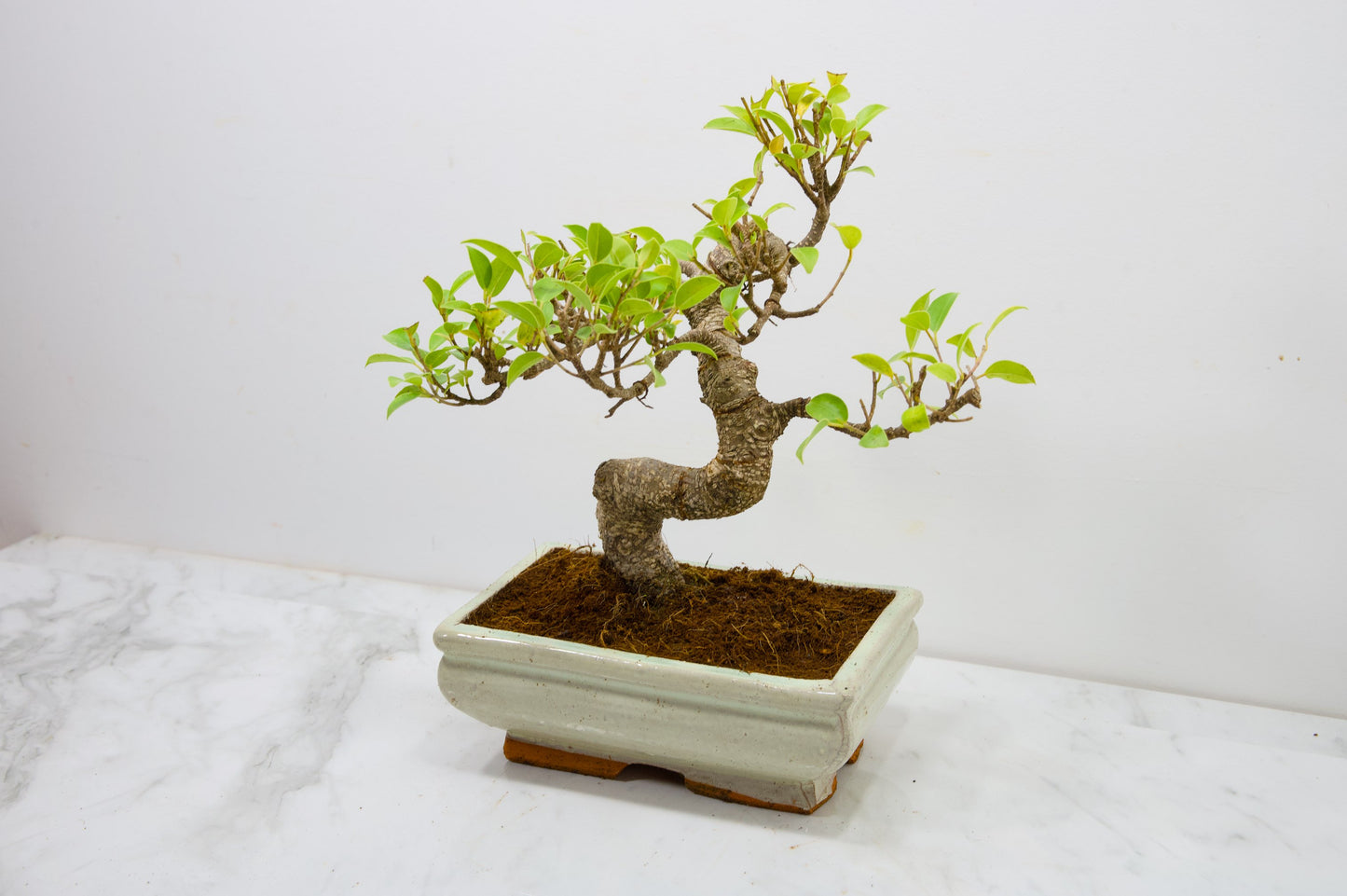 Banyan Fig Bonsai  S Trunk - 18cm Cream Ceramic Pot + Care Kit