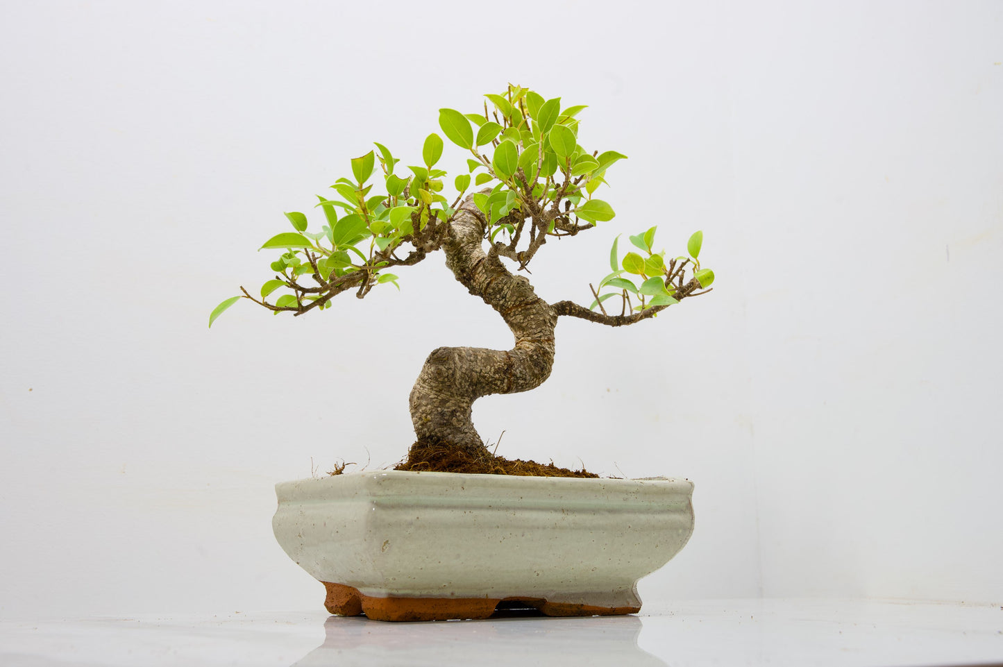 Banyan Fig Bonsai  S Trunk - 18cm Cream Ceramic Pot + Care Kit