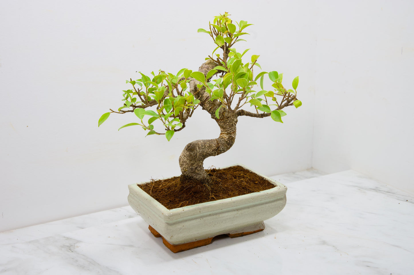 Banyan Fig Bonsai  S Trunk - 18cm Cream Ceramic Pot + Care Kit