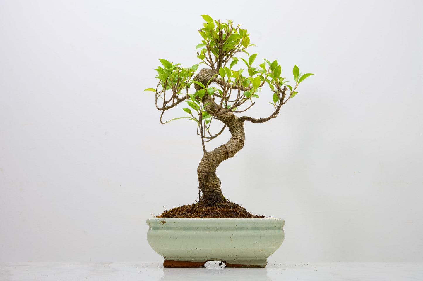 Banyan Fig Bonsai  S Trunk - 18cm Cream Ceramic Pot + Care Kit