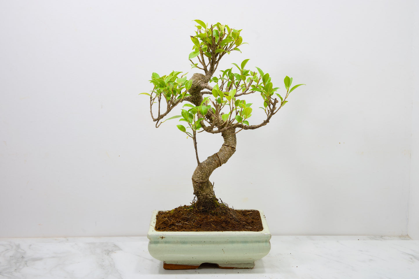 Banyan Fig Bonsai  S Trunk - 18cm Cream Ceramic Pot + Care Kit