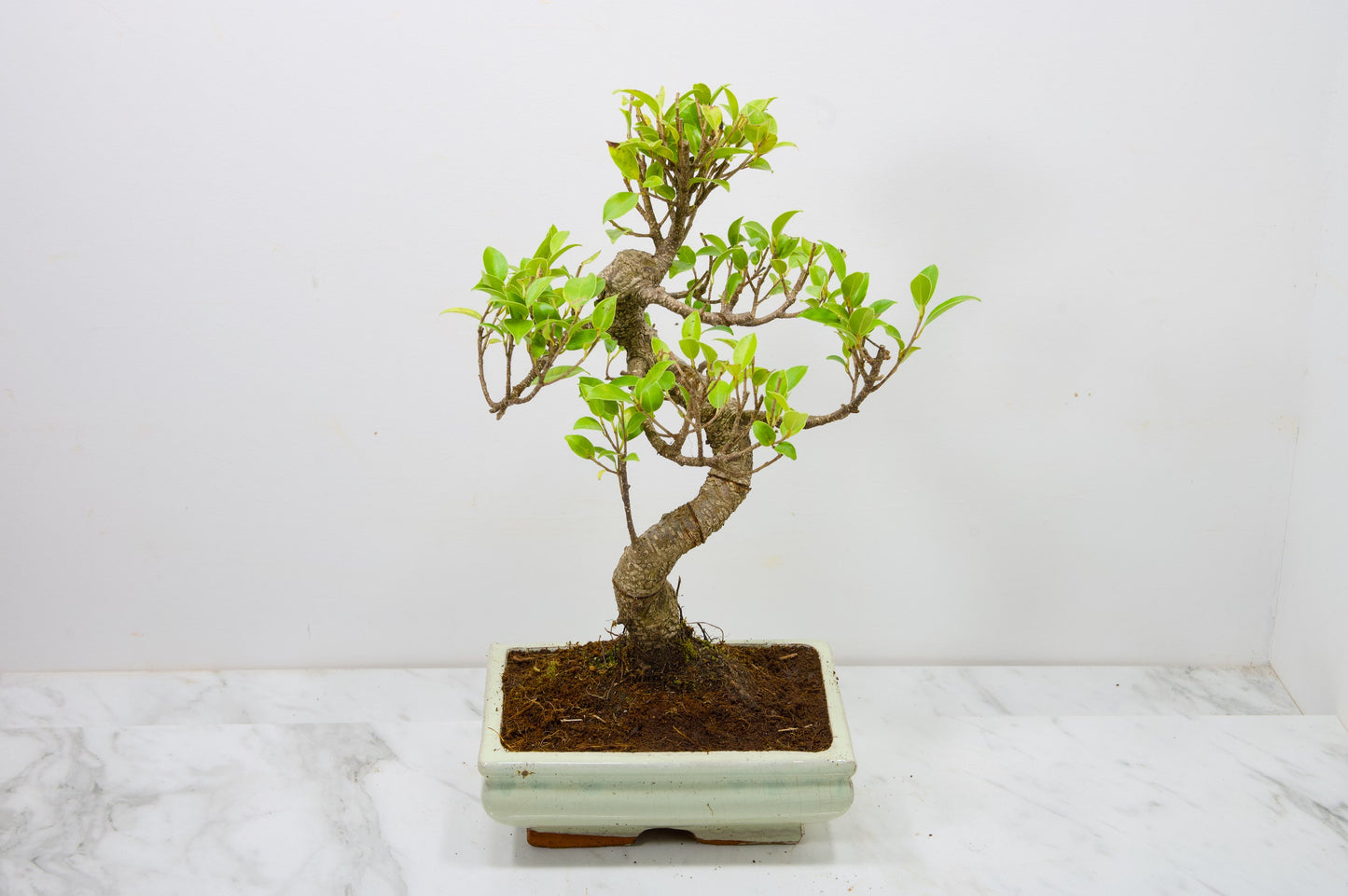 Banyan Fig Bonsai  S Trunk - 18cm Cream Ceramic Pot + Care Kit