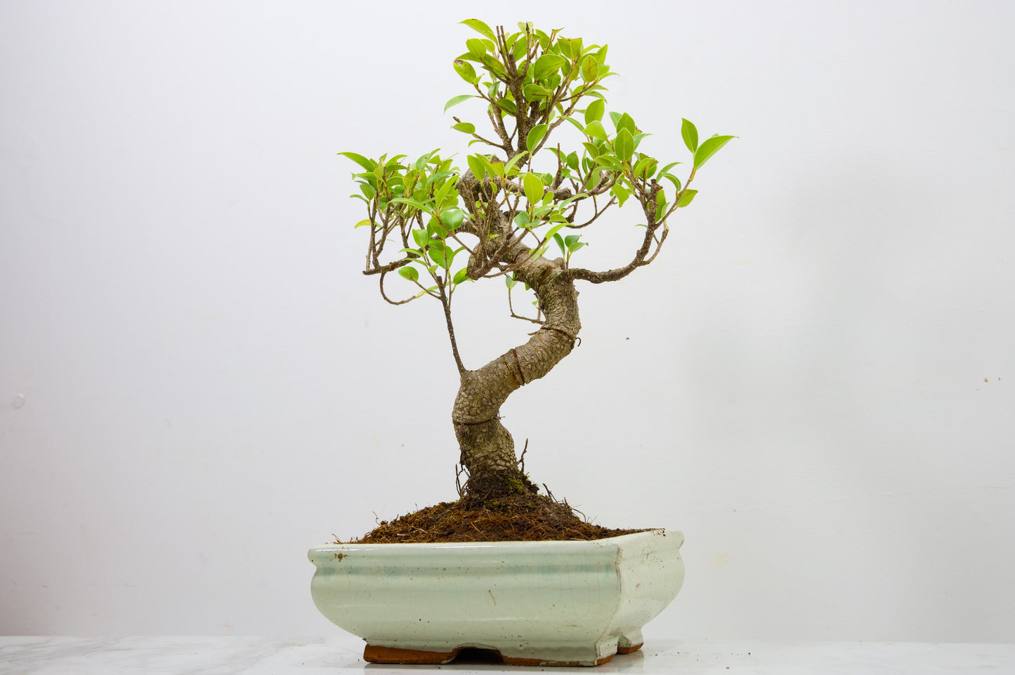 Banyan Fig Bonsai  S Trunk - 18cm Cream Ceramic Pot + Care Kit